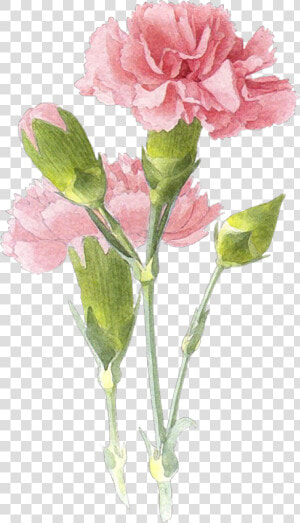 Picture   Carnation Flower Painting  HD Png Download