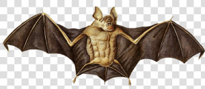 Transparent Bat Silhouette Png   Hoary Bat Drawings  Png Download