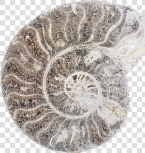  fossils  stickers   Circle  HD Png Download