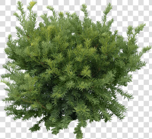 Bush Fir Tree   Green Tree Png  Transparent Png