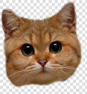 Cat Head Png  amp  Free Cat Head Transparent Images   Cat Head Transparent Background  Png Download