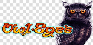 Great Horned Owl  Hd Png Download   Screech Owl  Transparent Png