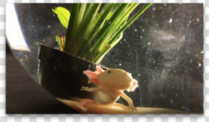 Aquarium  HD Png Download