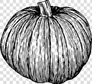 Transparent Vine Vector Png   Clipart Of Pumpkins Black And White  Png Download