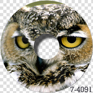 Great Horned Owl Memes  HD Png Download