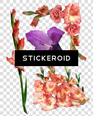 Gladiolus Flowers Nature   Gladiolus Flower  HD Png Download