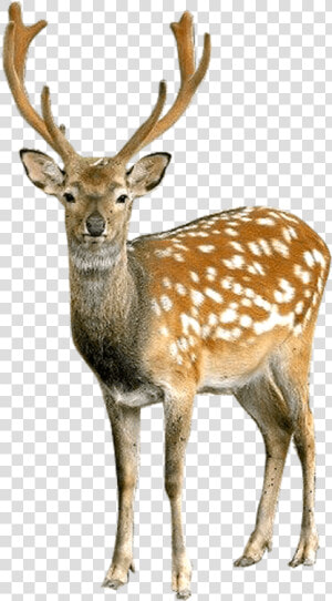 Transparent Deer Camp Clipart   Deer Png  Png Download