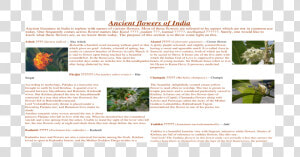 Chrysanths  HD Png Download