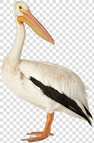 Bird Brown Pelican American White Pelican Deepwater  HD Png Download