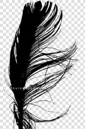 Jpg Transparent Stock Interesting Drawing Feather   Illustration  HD Png Download