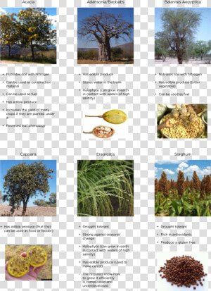 Trends And Opportunities In The Production  Processing   Tree  HD Png Download