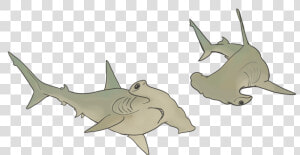 Hammerhead Sharks   Cartoon  HD Png Download