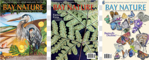 Three Bay Nature Issue Covers   Little Blue Heron  HD Png Download