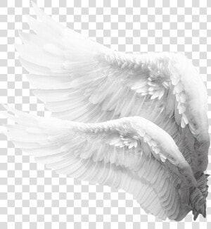  freetoedit  wings  white  mysticker  picsart   Angel Wings Png Side  Transparent Png
