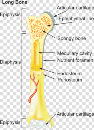 General Features Of Long Bones  HD Png Download