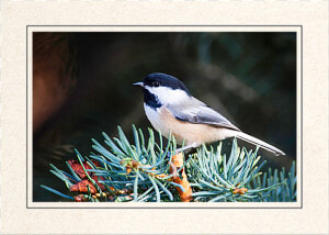 Black Capped Chickadee   Chickadee  HD Png Download