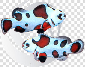 Mocha Storm Clown Fish Class Cbb Loupe None Data   Mocha Storm Clownfish  HD Png Download