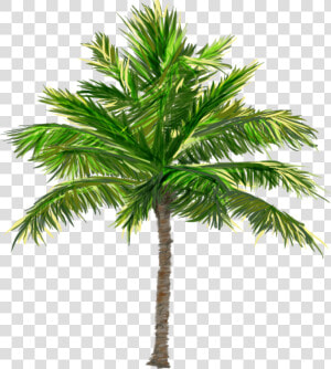 Pngs Render Black For Transparency Even On A   Translucent Palm Tree Transparent Background  Png Download