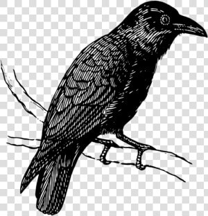 Mq Black Raven Birds Bird Flying   Crow  HD Png Download