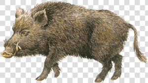 Boar Png  Transparent Png
