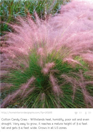 Ornamental Grass Us  HD Png Download