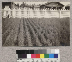 1 1 Douglas Fir   Picket Fence  HD Png Download