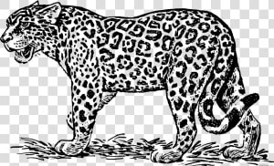 Jaguar Transparent Black And White   Clip Art Black And White Jaguar  HD Png Download