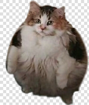  loops  fatcat  brother  cat   Png Download   Brother May I Have Some Loops  Transparent Png