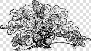 Strawberry   Strawberry Plant Clipart Black And White  HD Png Download