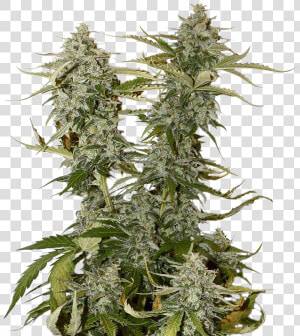 Candy Dawg Feminized   Royal Dwarf Weed  HD Png Download