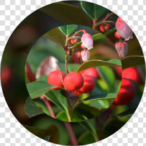 American Wintergreen  HD Png Download