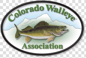 Walleye  HD Png Download