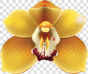Yellow Orchids Png  Transparent Png