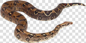 My Webpage   Serpiente De Agua Png  Transparent Png