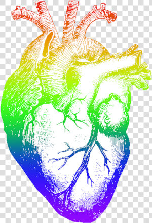 Rainbow Heart Png   Human Heart Pencil Drawing  Transparent Png