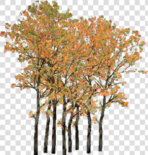 Cluster Png   Png Download   Grove  Transparent Png