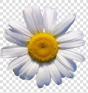 White Daisy    This Would Look Grrr88 In A Flower Crown   Daisy Transparent  HD Png Download