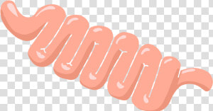 Intestine Cartoon Transparent  HD Png Download