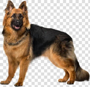 Bohemian shepherd  HD Png Download