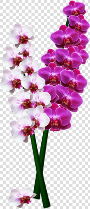 High Resolution Orchids Png  Transparent Png
