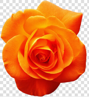 Garden Roses Orange Flower Red   Orange Rose  HD Png Download