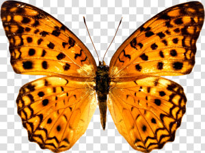 Colorful Butterfly Wallpapers Free Download Ultra Hd   Butterfly Free Png  Transparent Png