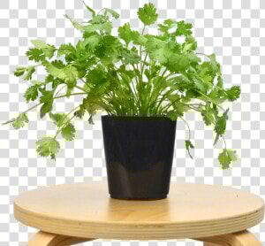 Transparent Cilantro Png   Coffee Table  Png Download