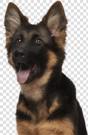 Bohemian Shepherd  HD Png Download
