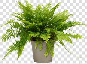 Air Purifier Boston Fern For Home office   Nephrolepis Exaltata Bostoniensis Pot  HD Png Download