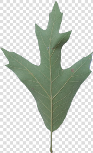 Southern Red Oak Tree Leaf  HD Png Download