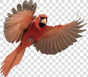 Macaw  HD Png Download