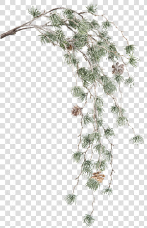 Green Pine Branch With Cones   Casuarina  HD Png Download