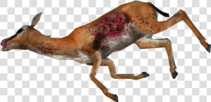 Dead Gazelle Png  Transparent Png