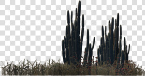 Saguaro   Desert Plants Png  Transparent Png